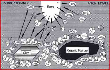 The Need For Nutrition, Waternet Epping UK